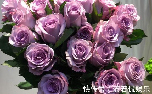 寓意|大家见过“海洋之歌玫瑰”吗柔和典雅,古典清幽,颜值高寓意好