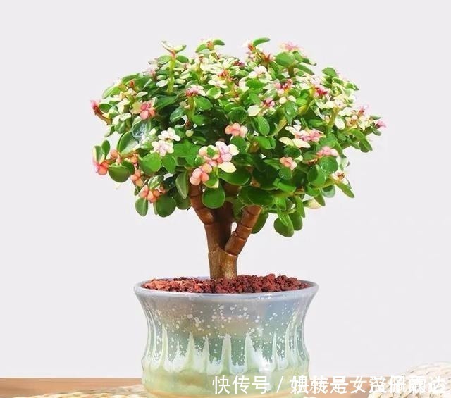 五忌|养花有“六戒”、“五忌”,难怪你的花总养不好,原来是犯了忌讳!