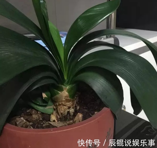 4年不开花的君子兰，没花一分钱，我让它开花了