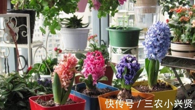 花语|风信子有毒吗? 风信子可以放在卧室内养吗?