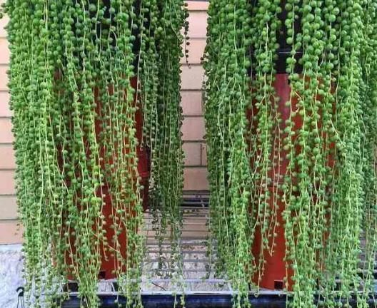 6种花适合吊起来养，挂在窗前，比窗帘还好看