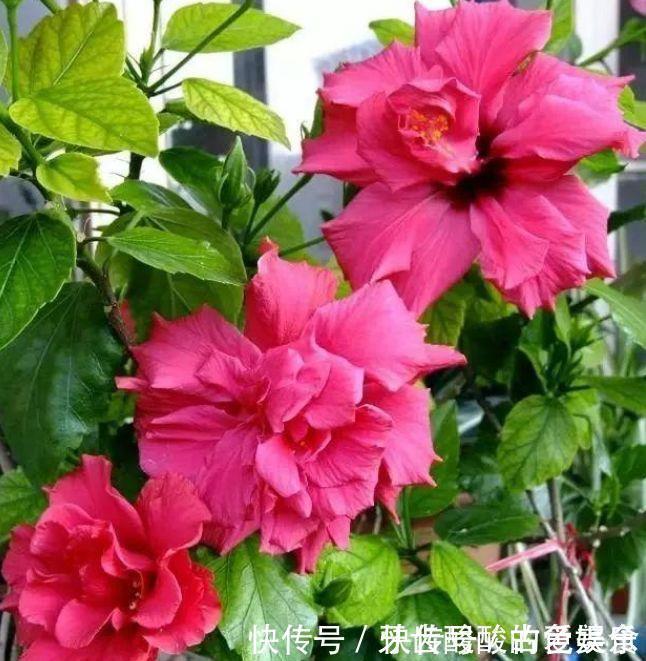 种花|4种花很耐养,沾土就能活,招财纳福好运来,日子越过越红火