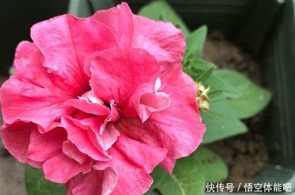 一种漂亮又好养的花，不怕热不怕晒，春夏秋3季都开花，很值得养！