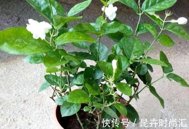 阳台|天热阳台该种植什么花?15种''抗晒''植物,盆栽赏花不犯愁