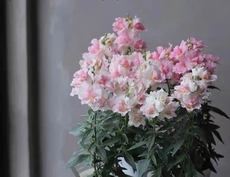 一种小草花，开花像金鱼，家里养几盆，叶绿花艳，漂亮又喜庆