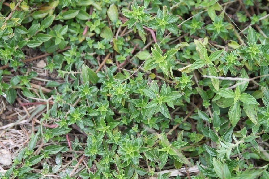 中华本草|农村一奇特野草,根似人参,用来炖肉有奇效,曾是穷苦人的救命草