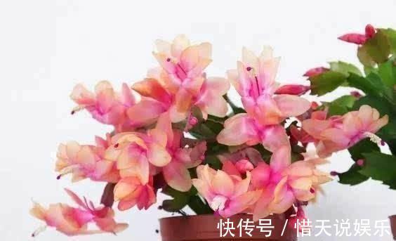 养花不会施肥记住3点就行了,学会了“一生受用”