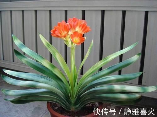 君子兰是个小馋猫，入秋后多用这3种零食，当花肥开花多