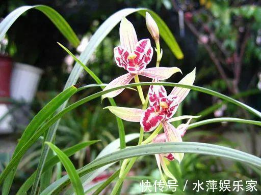 水仙瓣|8种兰花,最适合新手养,好活好开花关键还便宜!