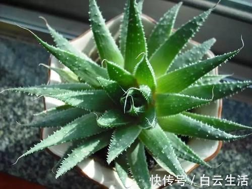 冬天在家养这5种花,“空气”更干净,雾霾天也不怕