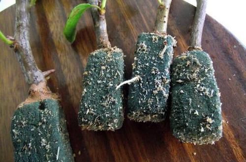  生根|月季花、三角梅掐根枝，埋进土里就生根，自己一盆能变好几盆