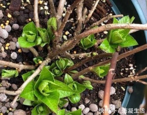 蓝色|怎样让绣球开出蓝色花朵?绣球调蓝需给它做2件事