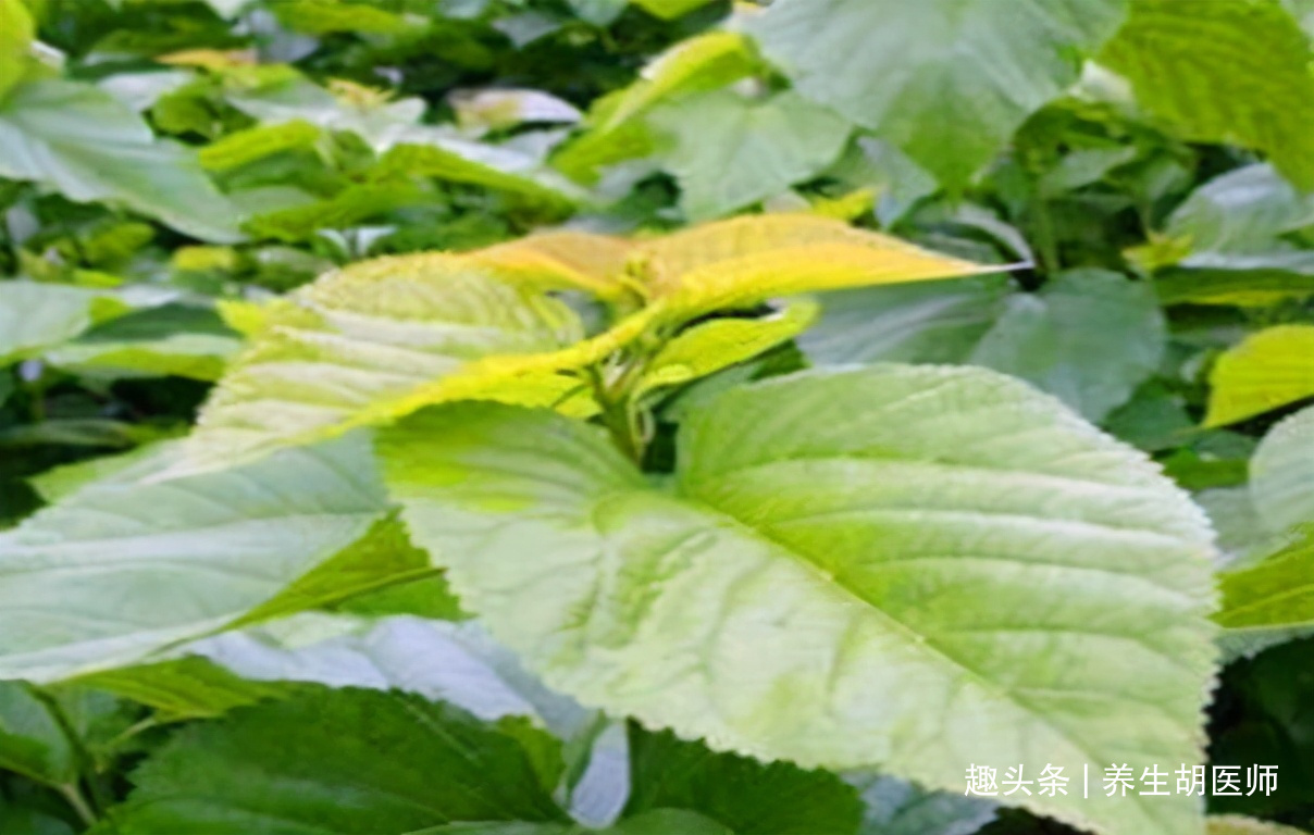 番茄|女性想要皮肤好,多食用3种食物,滋补身体,排毒养颜,调理气血
