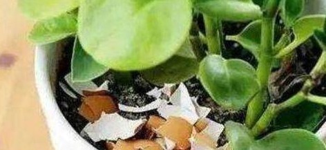 花开富贵|长寿花最爱的“3种”食物,各个都是大补药,比花肥好,花苞量多