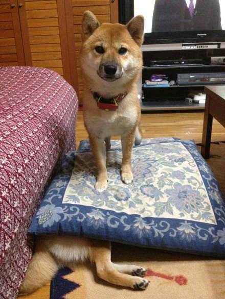 |搞笑图片幽默段子笑话妹子,你的鞋子看来不合脚啊,换一双吧