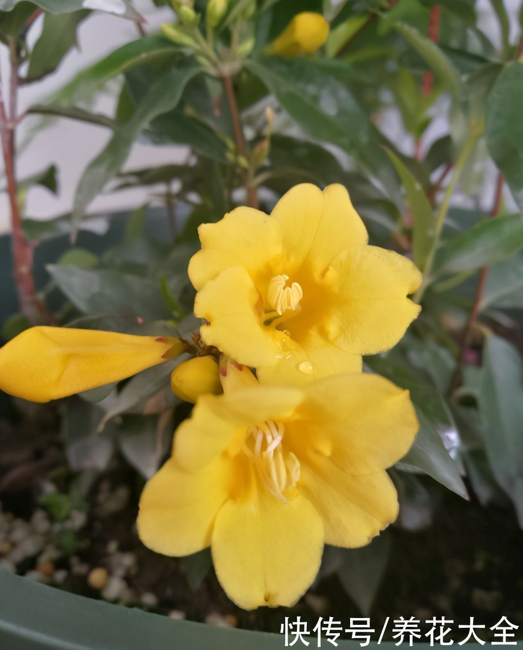 香水|这花比法国香水好闻,寒冬冻不死,秋冬接替茉莉“上岗”