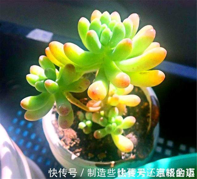 养护|多肉乙女心养护新方法,化整为零,养成果冻色大老桩