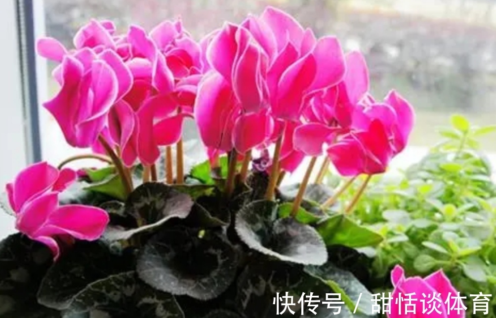 花苞|5种花，冬天也能开，摆在家里漂亮又养眼