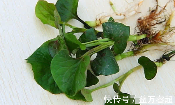 抗生素|常吃以下3种食物，清热解毒、消肿散结，还能预防妇科病