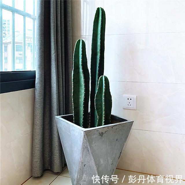 室内养花“别乱放”,5个地方不适合,养一盆枯一盆