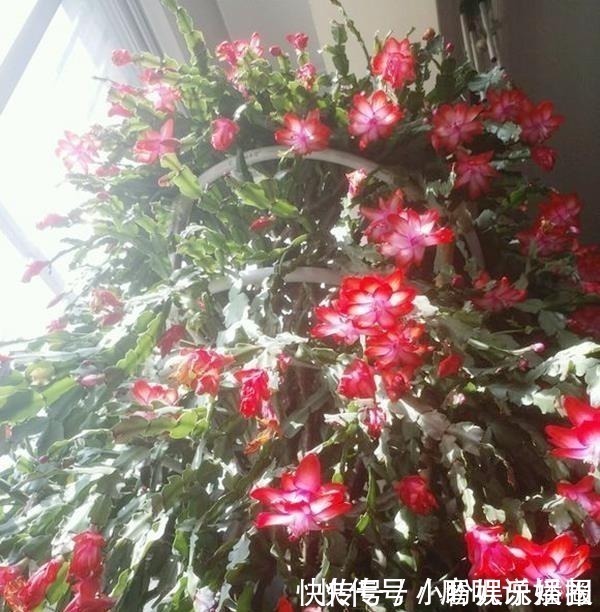 吸油烟机|什么生根水、生根粉，通通都比不上这种油！盆里倒一点，花草疯长