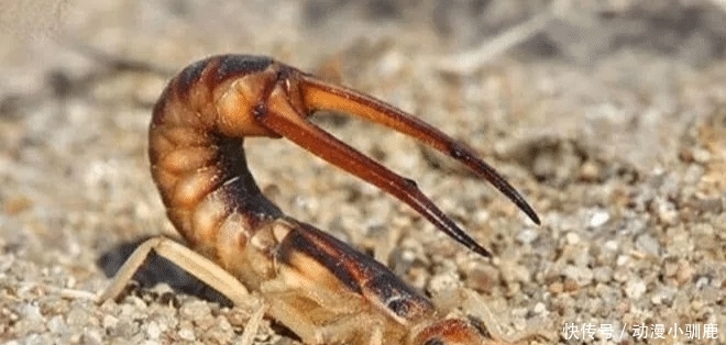 动物|农村这8种动物最好不要碰, 尤其是最后看着都害怕