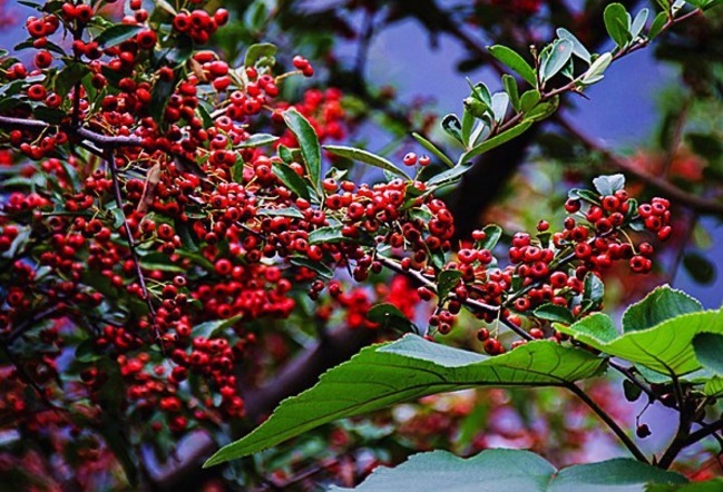 灌木丛|农村十大美味野果，吃过4种算你厉害，全吃过的几乎没有人