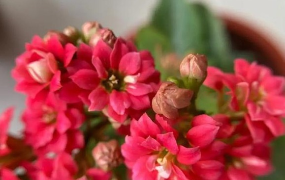 75个长寿花品种,一个比一个美,一起来认识一下吧!