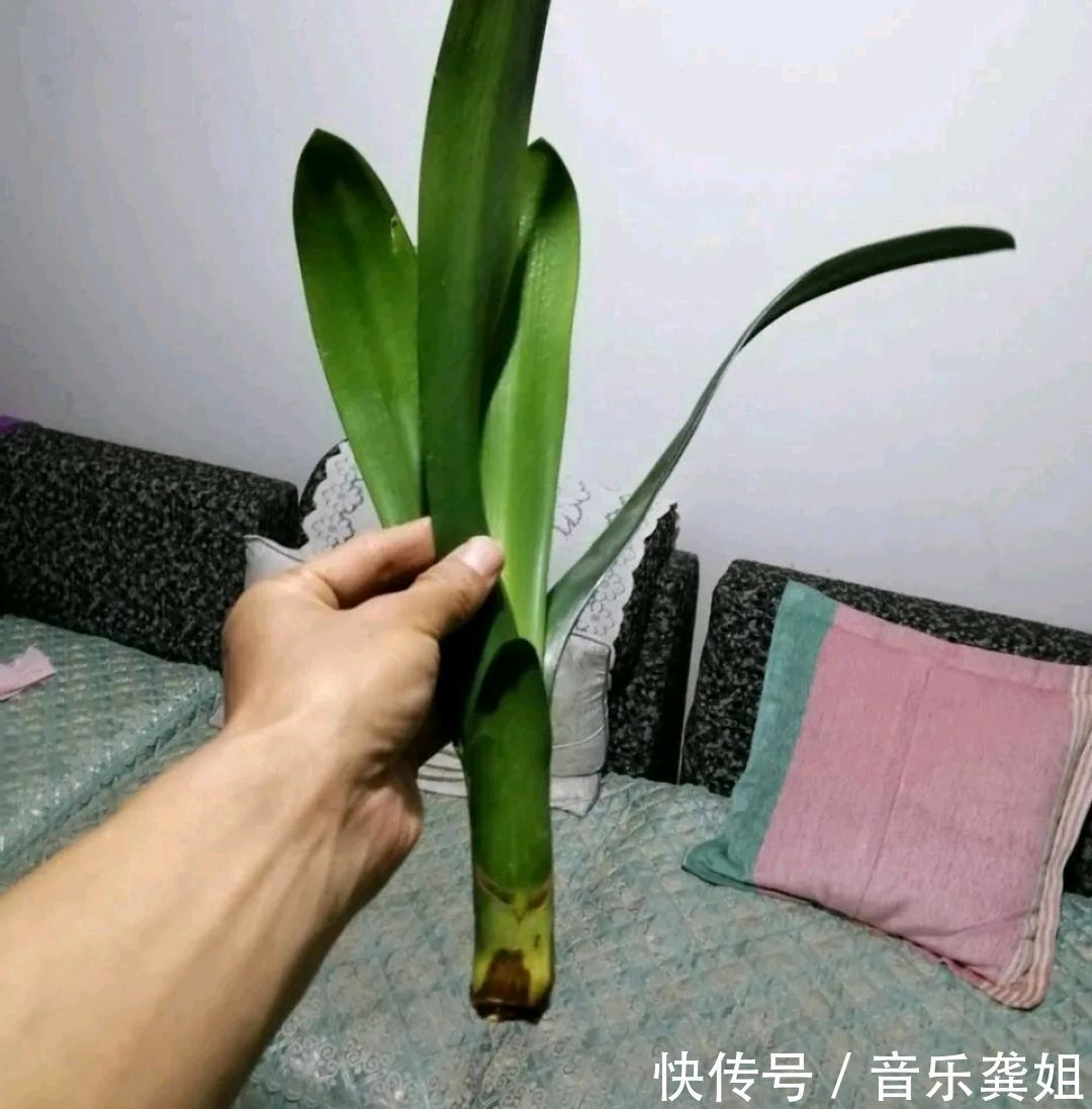 套袋|无根的君子兰不用丢,使用一种发根神土,两个月新根爆不停