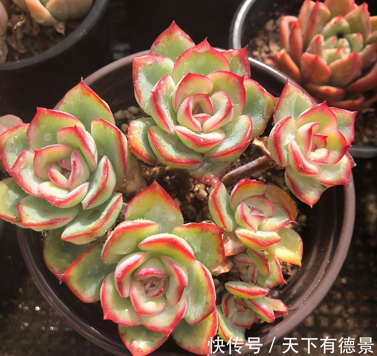 阳台党|阳台养多肉不能错过5款莲座型的品种，与价钱无关，就是很适合