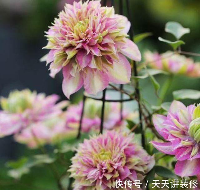 家里养上4种花,比牡丹还美,花香优雅,迷倒人!