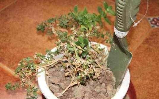 浇花|2种小药片,丢进水里用来浇花,土壤两年不板结,开花多长的旺