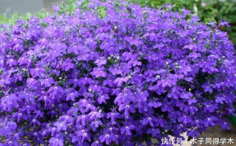 家养这些植物，阳台开出花海，美不胜收，谁见了都想养