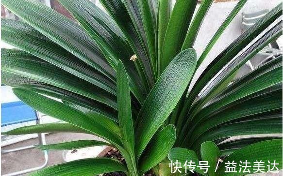 植株|想要君子兰开花，有一个小方法，叶片蹭蹭长得快，花开的漂亮极了