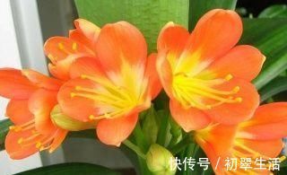 养君子兰，给它喝一勺神仙水，几勺下去，比花肥都管用！