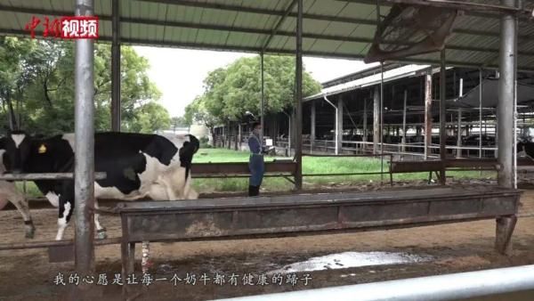 修蹄|啥？奶牛也需要“美甲”？