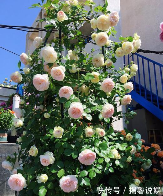 扦插月季小“方法”，扦插一棵活一棵，15天根系长满盆，非常简单