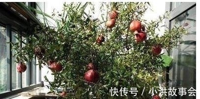 我在阳台用花盆种了这八种果树后,一年到头都没买水果!
