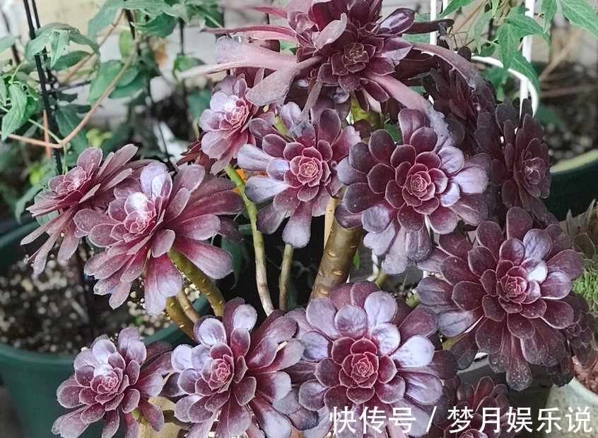 法师|夏季养殖多肉法师,多注意这3点,植株长得壮实,更易出状态