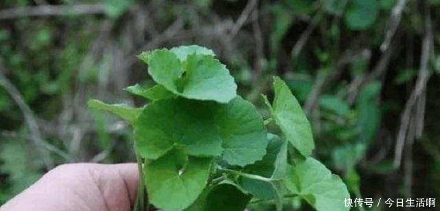 宝藏|此草名字奇异,药农称其为“崩大碗”,农民当它是野草,错过宝藏!