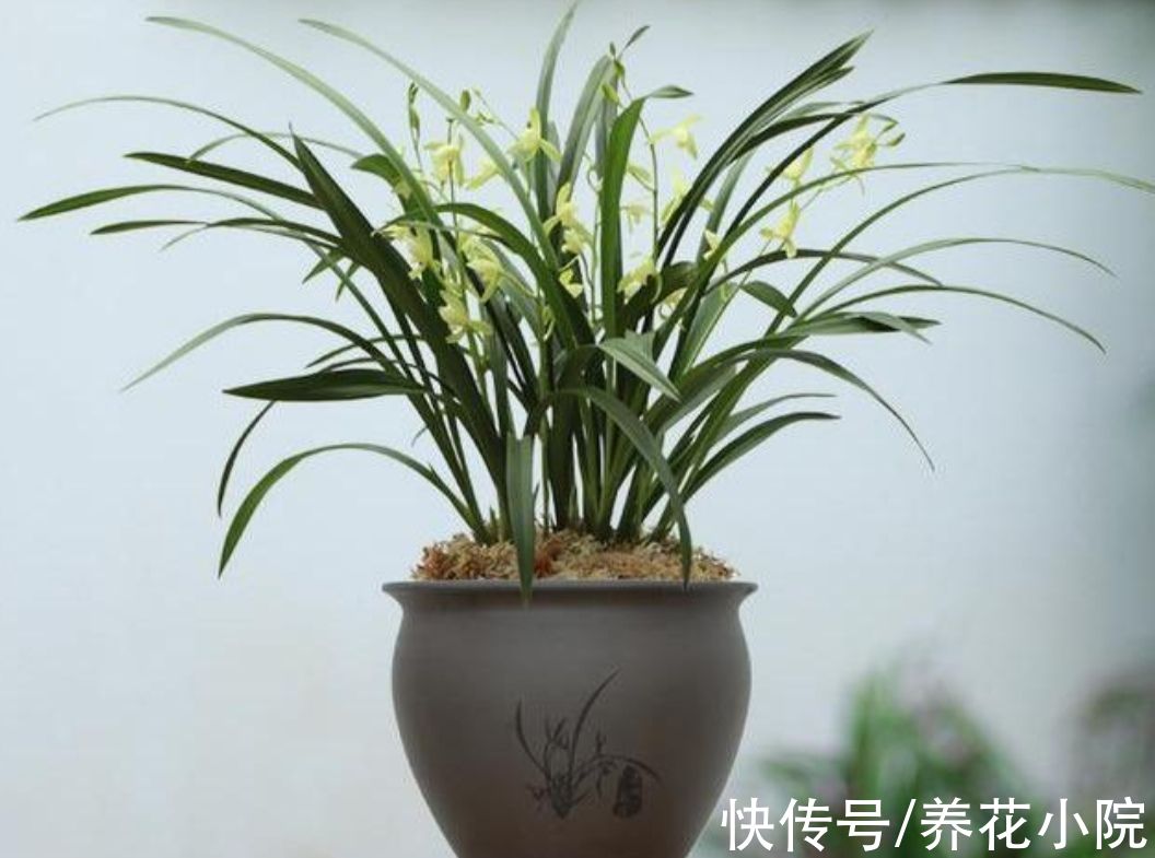 半阴花|喜欢养花家里光照少，可选7种喜半阴花，漂亮还好养