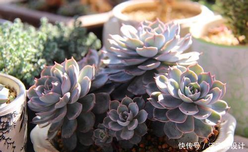 品种|老花匠养多肉7年,总结出4个耐热耐晒品种,安全度夏适合新手