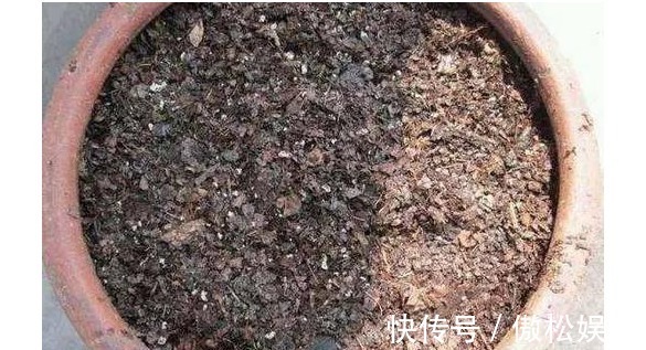 君子兰花谢后一定要按以下方法操作，不然再也不开花