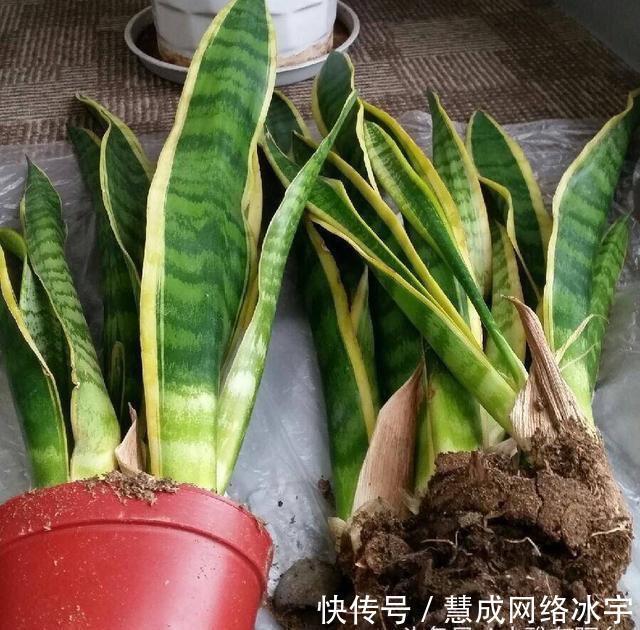 虎皮兰叶片打卷,不冒新芽,“猫腻”在这里,动动手搞定!