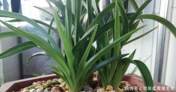 阳台|阳台养兰，牢记这几点，叶子翠绿开花旺，想死都难！