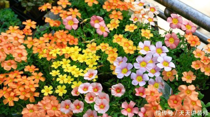 4种花漂亮又好养,不仅名字好听,花也漂亮,养家里,满屋飘香!