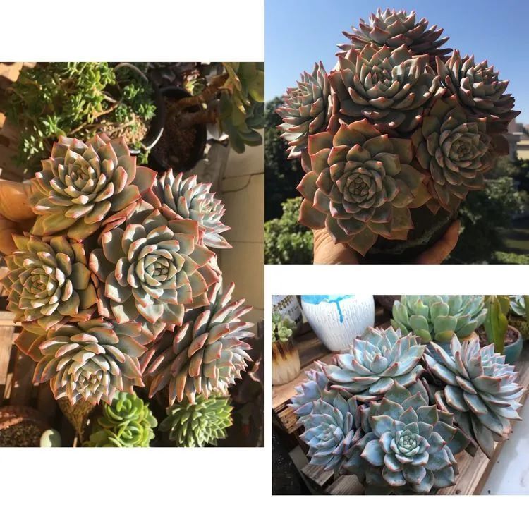 养多肉的路上患得患失,却依然如最初般热爱!