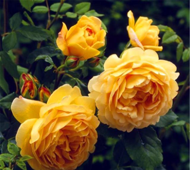 冬天月季要巧剪,“3个技巧”很实用,学会了春天新枝多又壮