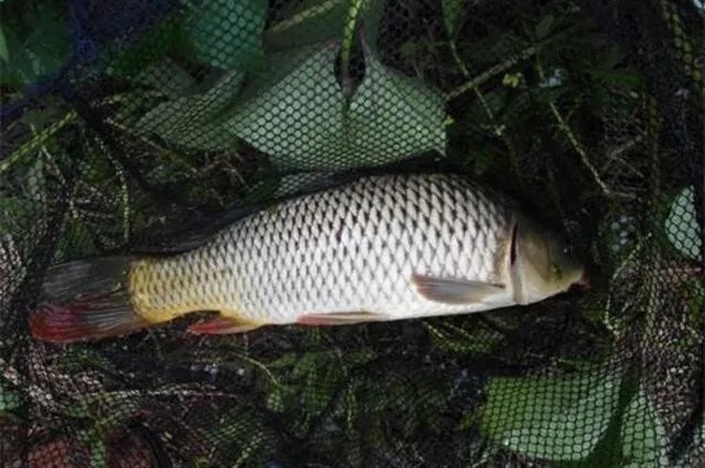 钓鱼|钓鱼的“7大忌”,你晓得吗?都是影响渔获的重要因素,莫忽视