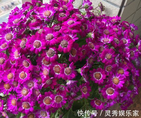 新手养花，不如养盆花中精品“情人菊”，似妩媚情人，芳香四溢